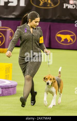 New York, NY, USA. 10th Feb, 2020. A hadller puts Whisper, a harrier, through his paces during the group judging of the hound group at the 144th Westminster Kennel Club Dog show at New York's Madison Square Garden. Credit: Ed Lefkowicz/Alamy Live News Stock Photo