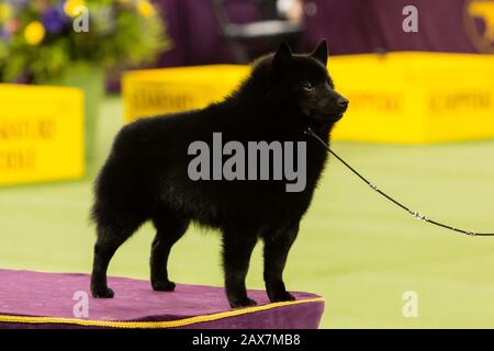 Schipperke westminster best sale dog show