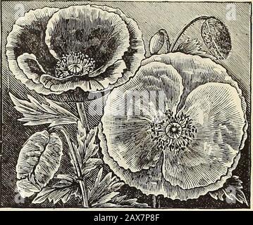 WmElliott & Sons seedsmen : 1845 1899 . POPPY SNOWDEIFT. Single Flowering: Annual Poppies. Shirley. A strain of marvelous beauty with single andsemi-double flowers ranging in color from pure whitethrough the most delicate shades of pink, rose and carmineto the deepest crimson, while many are delicately edgedand striped; there is such a wide variety among thisclass that scarcely two will be found alike. If bloomsare cut when young they will stand several dayswithout drooping 10. SHIELET POPPY. Danebrog. Brillant scarlet, each of the four petals beingstamped with an ivory white spot 5 Umbrosum. Stock Photo