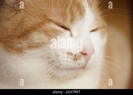Happy ginger white cat face with closed eyes. Pet portrait closeup. Stock Photo