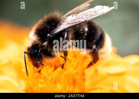 Bumblebee sitting on a flower close up, macro photo