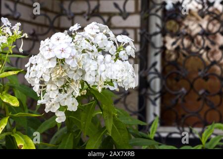White fluffy flower on a background of green grass, summer Stock Photo
