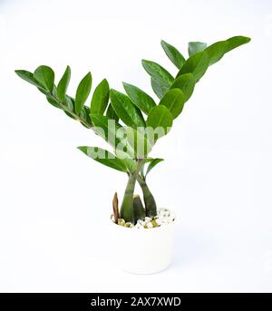 A beautiful portrait of a miniature fresh green tree on a white pot with white background Stock Photo