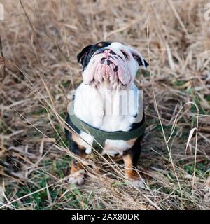 Black and white English/British Bulldog Dog out  for a walk sitting in the grass and looking up Stock Photo