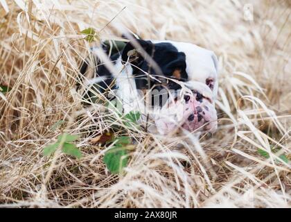 Black and white English/British Bulldog Dog out  for a walk sitting in the grass and looking at the camera Stock Photo