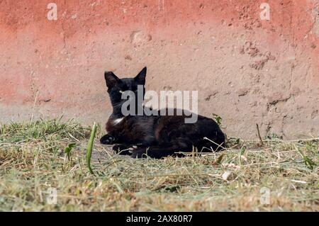 A black cat with a white speck on its chest lies near the wall Stock Photo
