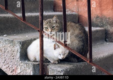 Gray cat and white kitten are sitting on the stairs Stock Photo