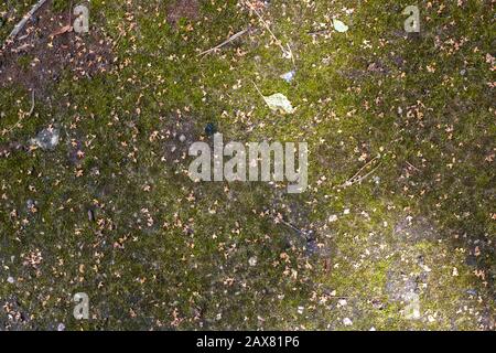 Moss and yellow leaves in autumn forest Stock Photo