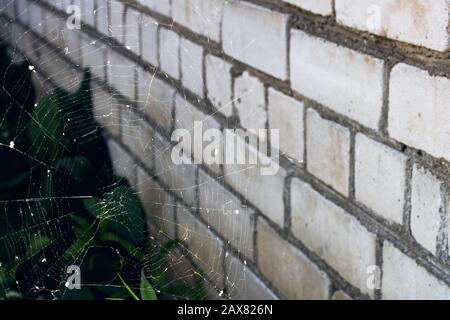 Cobweb on the background of green leaves Stock Photo