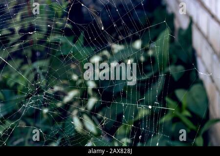 Cobweb on the background of green leaves Stock Photo