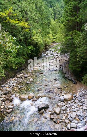 forest-landscape-with-rapid-