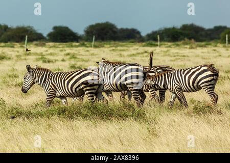 Zebras grazing in Tsavo East Stock Photo