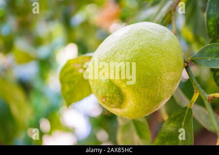 Lemon fruit on a branch close-up. Macro. Soft focus, shallow depth of field Stock Photo