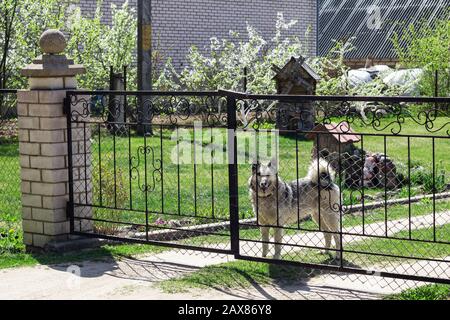 big dog fence