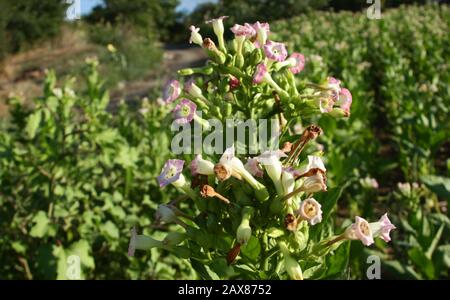 Flowering tobacco plant in the pasture Stock Photo