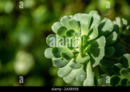 A bright green aeonium castello-paivae plant with a blurred background and room for text Stock Photo