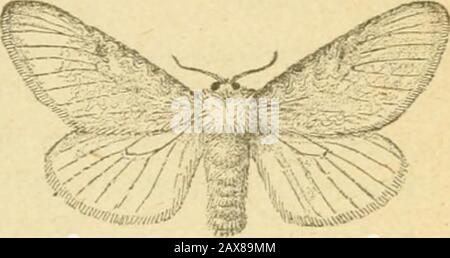 Insects affecting the orange . does uot yield to pressure from without, and is so accurately fitted thatno tell-tale crack can be discerned. Upon theback of the cocoon is an elevation formed by themeeting of several folds and ridges, forming amarvelously exact imitation of a winter bud.The ends of a lock of hair from the body of thecaterpillar counterfeit the down which in nature protects the dormantbud. The substance of which the cocoon is made is a tough parchment,composed of agglutinated silk, in which is felted the long, hairy cover-ing of the larva. Its color is a neutral brown, closely a Stock Photo