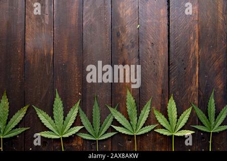 Cannabis green leaves on dark wooden table Stock Photo