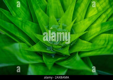 Closeup of bright green spiky plant Stock Photo