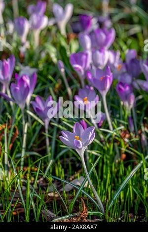 A close up of bright purple crocuses in a field of green grass Stock Photo