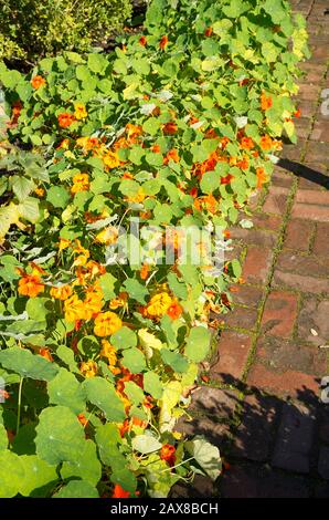 Edible nasturtiums flank a red brick path in a vegetable garden in October UK Stock Photo