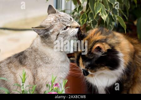 Gray and three-colored cats on the windowsill Stock Photo