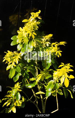 A young  Choisya ternata Sundance plant showing the gangly nature of a youth in real life. As it matures, it will be shaped according to its ultimate Stock Photo