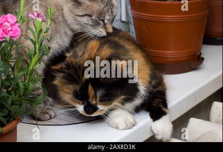 Gray and three-colored cats on the windowsill Stock Photo