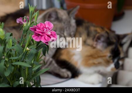 Gray and three-colored cats on the windowsill Stock Photo