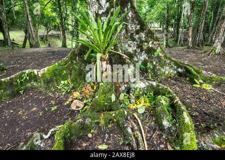 Base of ceiba tree, Ceiba Pentandra, at Caracol, Maya ruins, Chiquibul Forest, rainforest in Cayo District, Belize, Central America Stock Photo