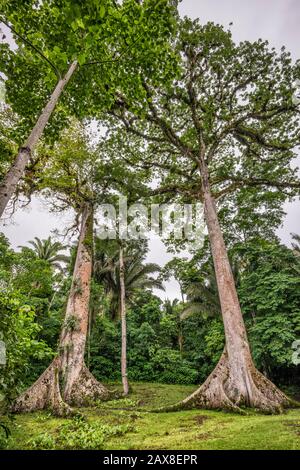 Ceiba trees, Ceiba Pentandra, at Caracol, Maya ruins, Chiquibul Forest, rainforest in Cayo District, Belize, Central America Stock Photo