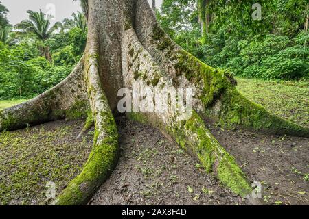 Base of ceiba tree, Ceiba Pentandra, at Caracol, Maya ruins, Chiquibul Forest, rainforest in Cayo District, Belize, Central America Stock Photo