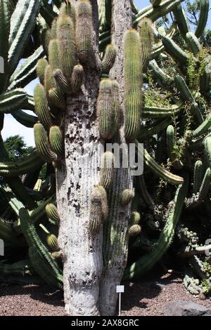 Kaktus neobuxbaumia polylopha Stock Photo