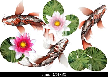 Koi carps, traditional colorful japanese fish detailed vector illustration with lotus leabes and flowers Stock Vector