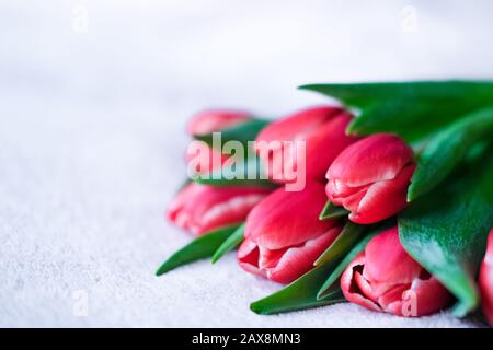 Tulip bouquet closeup with copyspace on grey. Springtime. Woman and mother day concept. Easter and spring greeting card. Stock Photo