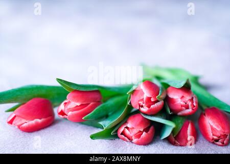 Tulip bouquet closeup with copyspace on grey. Springtime. Woman and mother day concept. Easter and spring greeting card. Stock Photo