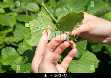 Female hands show tiny fruit buds on the hazelnut tree. Stock Photo