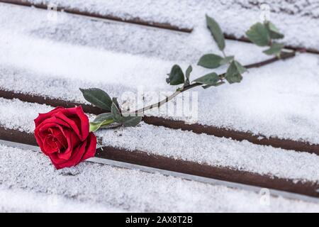 Scarlet rose lies in the snow on a park bench, forgotten by someone because of an unsuccessful date Stock Photo