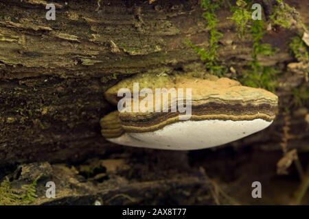 Artist's Bracket (Ganoderma applanatum) fungi covered in spores on a rotting log in woodland. Stock Photo