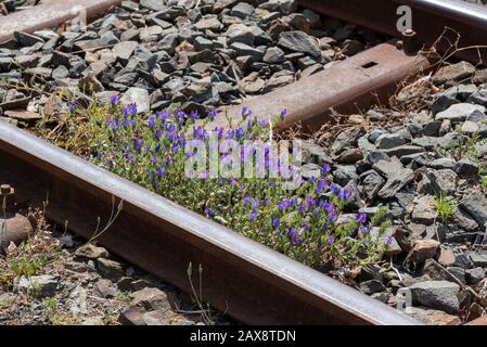 Ceres, Swartland, South Africa. Dec2019.  Weeds growing on a railway track Stock Photo