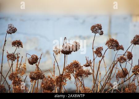 Stunning dried hydrangea hortensia flowers processed for vintage look Stock Photo