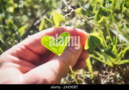 Close up of a hand holding a green heart-shaped leaf in a bright sunny meadow Stock Photo