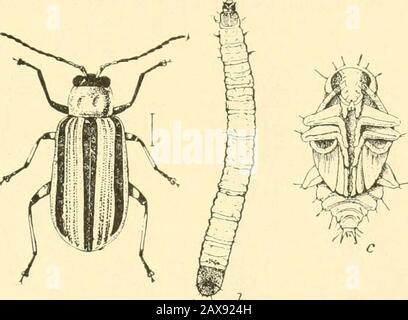 Diseases & insects of the home garden . DISEASES AND INSECTS OF THE HOME GARDEN 15. LEAF-SPOT.—This trouble is most serious on musknielons, but it alsoattacks cucumbers, particularly in the Western States. The leaves showirregular, brown, dead spots andon musknielons they soon curl upand die (fig. 20). On cucumberleaves it causes dead areas whichsoon fall out, leaving raggedholes. Treatment.—Spray with Bor-deaux mixture as for downymildew. (See page 14.) STRIPED CUCUMBER BEETLE.—The striped cucumber beetle(fig. 21) as well as the twelve-spotted cucumber beetle (seepage 16) live throughout thee Stock Photo