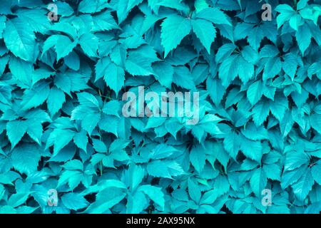 leaves of blue mint color background texture. abstract natural background, mint colored background Stock Photo