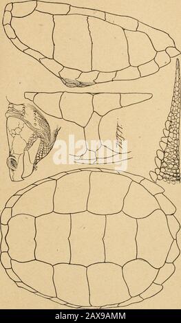 Zoological Bulletin of the Division of Zoology of the Pennsylvania Department of Agriculture . es besides a very narrowbridge. Claws five in front and four behind, strong, the web betweenthe toes small. These are large turtles of great strength and voracity, chieflyaquatic. Three species are known to science, of which two are foundin America, but only one occurs in Pennsylvania. Species 4. Chelydra serpentina (L.). The Snapping Turtle. This is variously known as the Common Snapping Turtle, theSnapping Turtle, the Loggerhead, Loggerhead Terrapin, Snapper,Alligator Couta, Couter, Alligator Torto Stock Photo