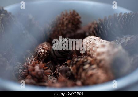 many different types and different sizes of natural dry pine cones in a glass bowl, with free space for text and design Stock Photo