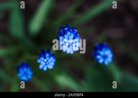 Macro photo of a spring plant flower Muscari armeniacum. Background purple flowers muscari with green leaves. Muscari blue wild flower grows in the Stock Photo
