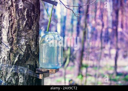 Production of birch sap in a glass jar in the forest. Springtime Stock Photo