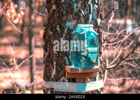 Production of birch sap in a glass jar in the forest. Springtime Stock Photo
