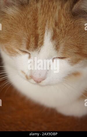Happy ginger white cat relax with closed eyes Stock Photo